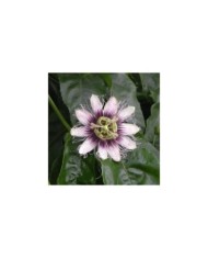 Passiflore edulis (D.R. / &copy;Pépinières Travers)