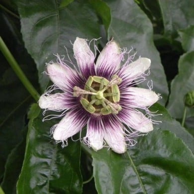 Passiflore edulis (D.R. / &copy;Pépinières Travers)