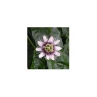 Passiflore edulis (D.R. / &copy;Pépinières Travers)