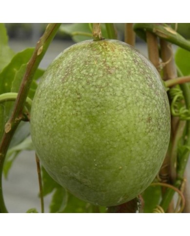 Passiflore edulis (D.R. / &copy;Pépinières Travers)