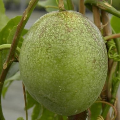 Passiflore edulis (D.R. / &copy;Pépinières Travers)