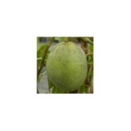 Passiflore edulis (D.R. / &copy;Pépinières Travers)