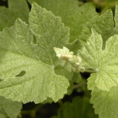 Vigne d'ornement Incana (D.R. / &copy;Pépinières Travers)