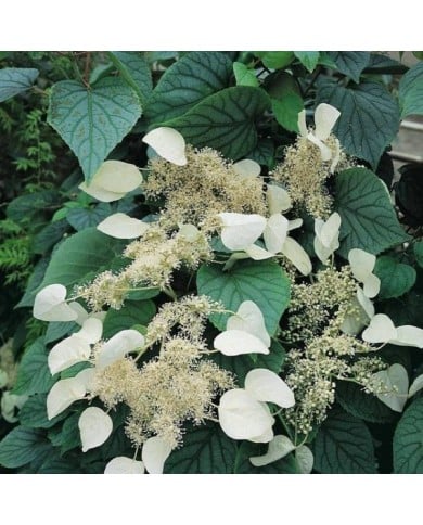 Hortensia grimpant Moonlight (D.R Travers)