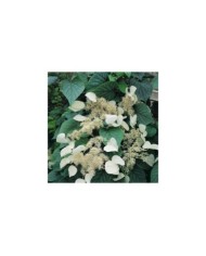 Hortensia grimpant Moonlight (D.R Travers)