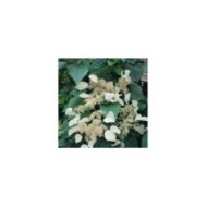 Hortensia grimpant Moonlight (D.R Travers)
