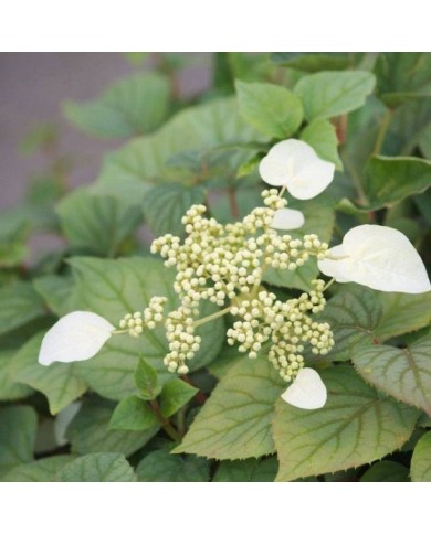 Hortensia grimpant Moonlight (D.R Travers)