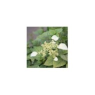Hortensia grimpant Moonlight (D.R Travers)