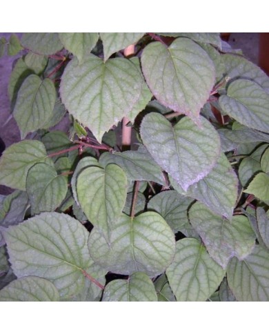 Hortensia grimpant Moonlight (D.R Travers)
