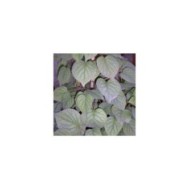 Hortensia grimpant Moonlight (D.R Travers)