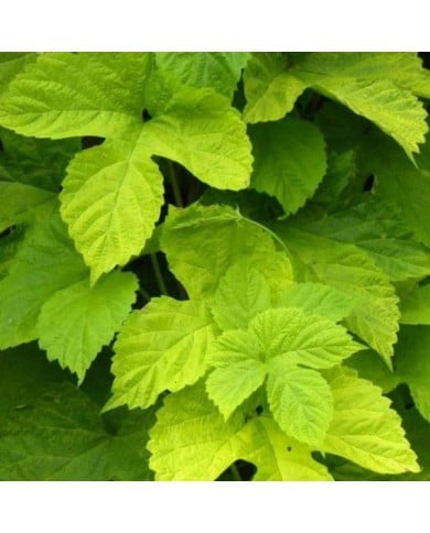 Houblon doré (D.R Travers)