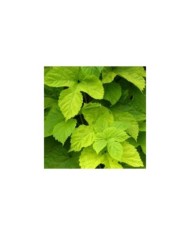 Houblon doré (D.R Travers)