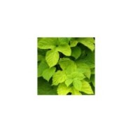 Houblon doré (D.R Travers)