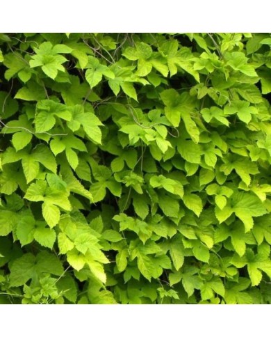 Houblon doré (D.R Travers)