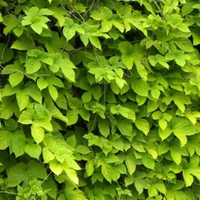 Houblon doré (D.R Travers)