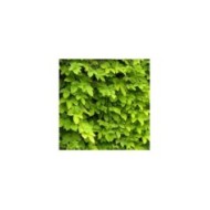 Houblon doré (D.R Travers)