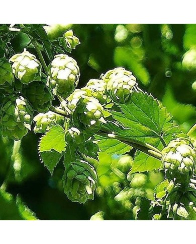 Houblon doré (D.R Travers)