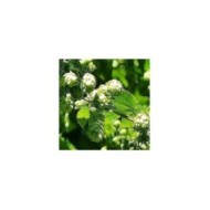 Houblon doré (D.R Travers)