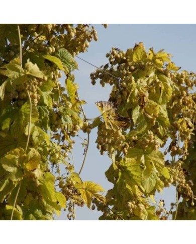 Houblon doré (D.R Travers)