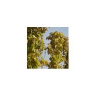 Houblon doré (D.R Travers)