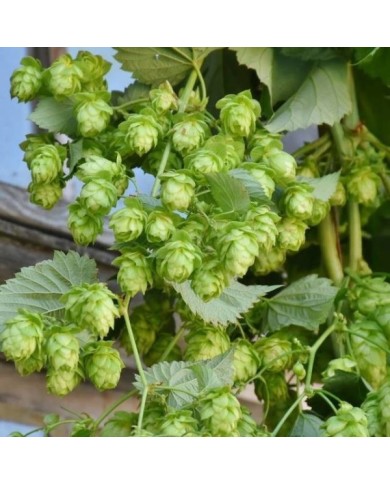 Houblon doré (D.R Travers)