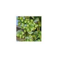 Houblon doré (D.R Travers)