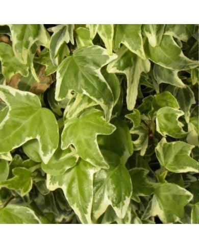 Lierre à patte d'oie Sagittifolia Variegata (D.R Travers)