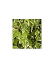Lierre à patte d'oie Sagittifolia Variegata (D.R Travers)