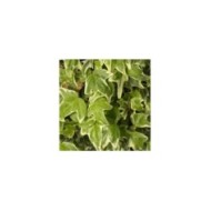 Lierre à patte d'oie Sagittifolia Variegata (D.R Travers)