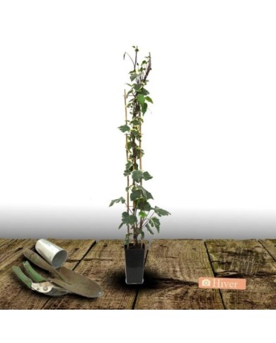Lierre à patte d'oie Sagittifolia Variegata (D.R Travers)
