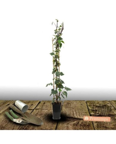 Lierre à patte d'oie Sagittifolia Variegata (D.R Travers)