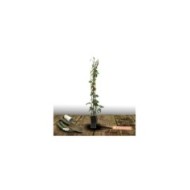 Lierre à patte d'oie Sagittifolia Variegata (D.R Travers)