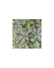 Vigne Vierge henryana (D.R Travers)