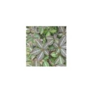 Vigne Vierge henryana (D.R Travers)