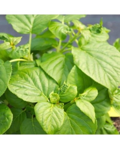 Hortensia grimpant Skylands Giant (D.R Travers)