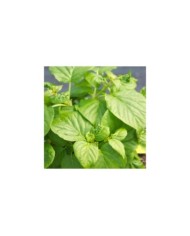 Hortensia grimpant Skylands Giant (D.R Travers)