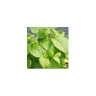Hortensia grimpant Skylands Giant (D.R Travers)
