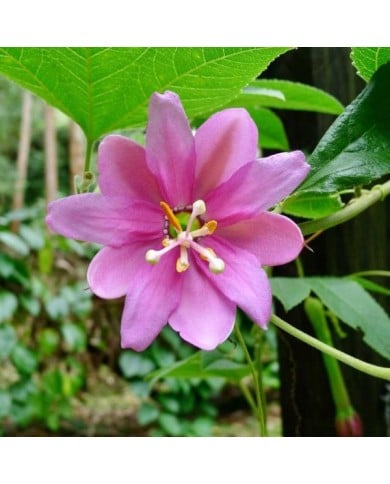 Passiflore banane - Passiflora tripartita var. mollissima (Alexey Yakovlev / flickr.com)