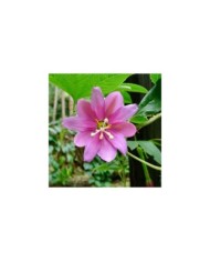 Passiflore banane - Passiflora tripartita var. mollissima (Alexey Yakovlev / flickr.com)