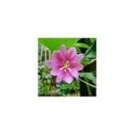 Passiflore banane - Passiflora tripartita var. mollissima (Alexey Yakovlev / flickr.com)