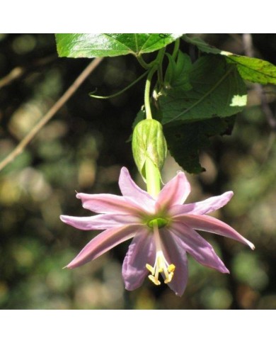 Passiflore banane - Passiflora tripartita var. mollissima (Forest and Kim Starr / flickr.com)