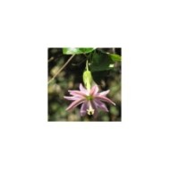 Passiflore banane - Passiflora tripartita var. mollissima (Forest and Kim Starr / flickr.com)