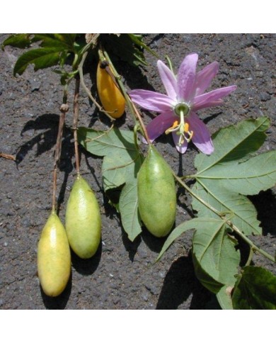 Passiflore banane - Passiflora tripartita var. mollissima (Forest and Kim Starr / flickr.com)