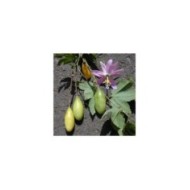 Passiflore banane - Passiflora tripartita var. mollissima (Forest and Kim Starr / flickr.com)