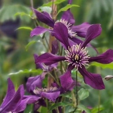 Clématite integrifolia Panther (D.R. / &copy;Pépinières Travers)