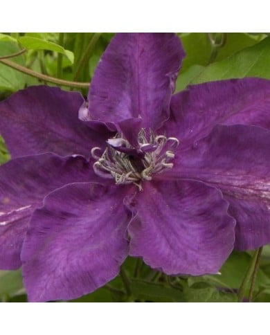 Clématite Amethyst Beauty™ 'Evipo043' (D.R Travers)