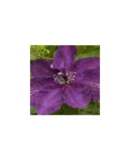 Clématite Amethyst Beauty™ 'Evipo043' (D.R Travers)