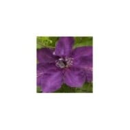 Clématite Amethyst Beauty™ 'Evipo043' (D.R Travers)