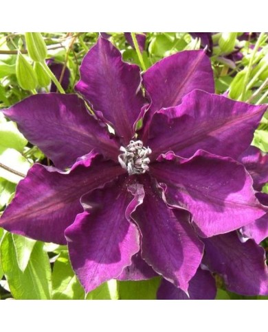 Clématite Amethyst Beauty™ 'Evipo043' (D.R Travers)