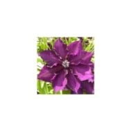 Clématite Amethyst Beauty™ 'Evipo043' (D.R Travers)